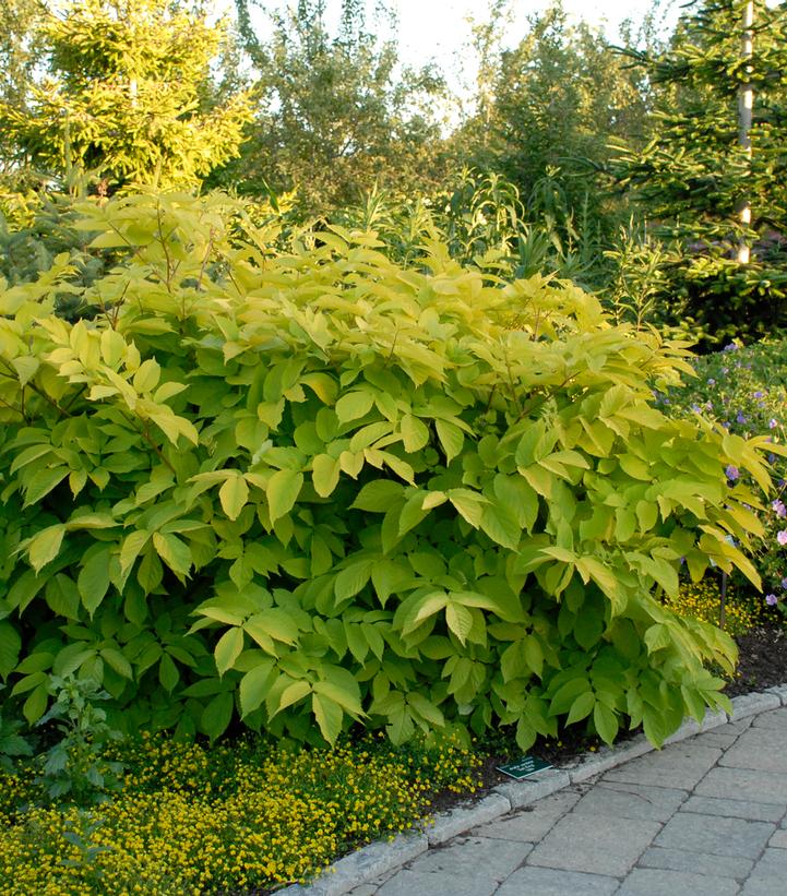 Aralia cordata 'Sun King'