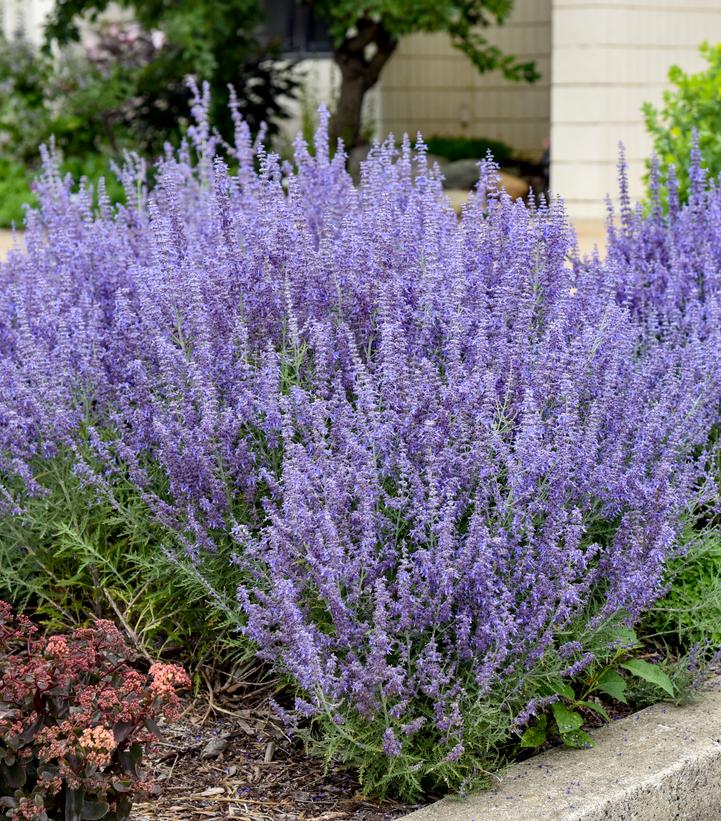 Perovskia atriplicifolia Denim 'n Lace