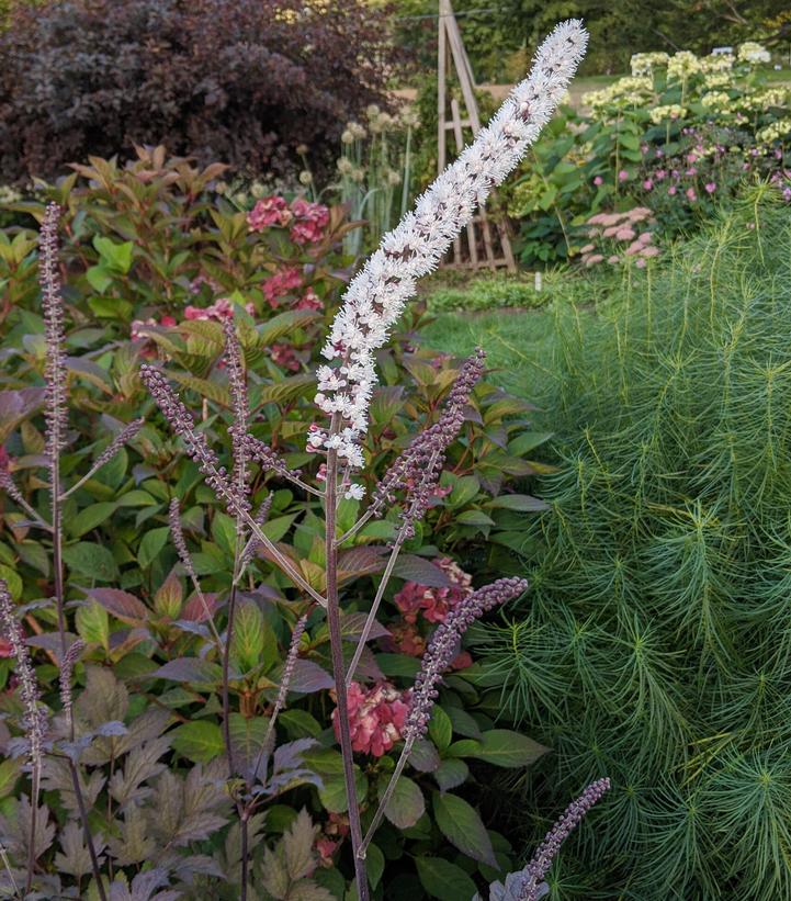 Actaea simplex 'Brunette'
