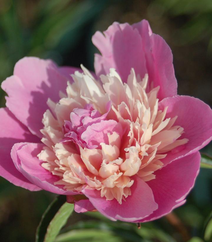 Paeonia latifolia 'Madame Emile Debatene'