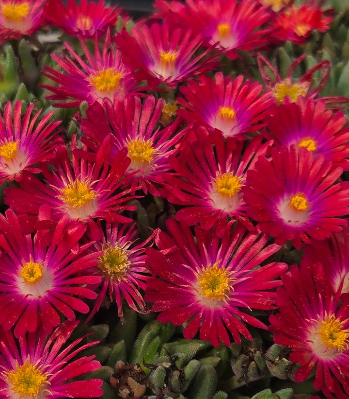 Delosperma cooperi Jewel of the Desert® Garnet