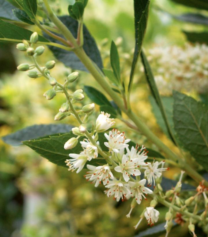 Clethra alnifolia 'Hummingbird'