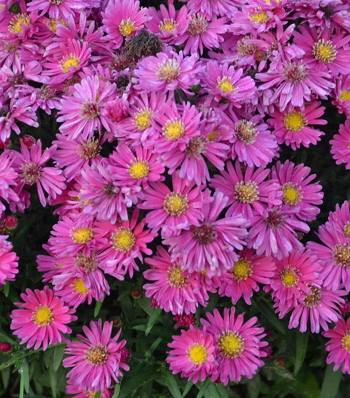 Aster novae-angliae Kickin® Carmine Red