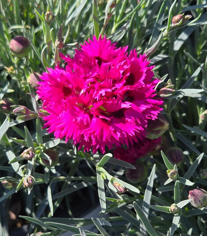 Dianthus hybrid Fruit Punch® 'Spiked Punch'