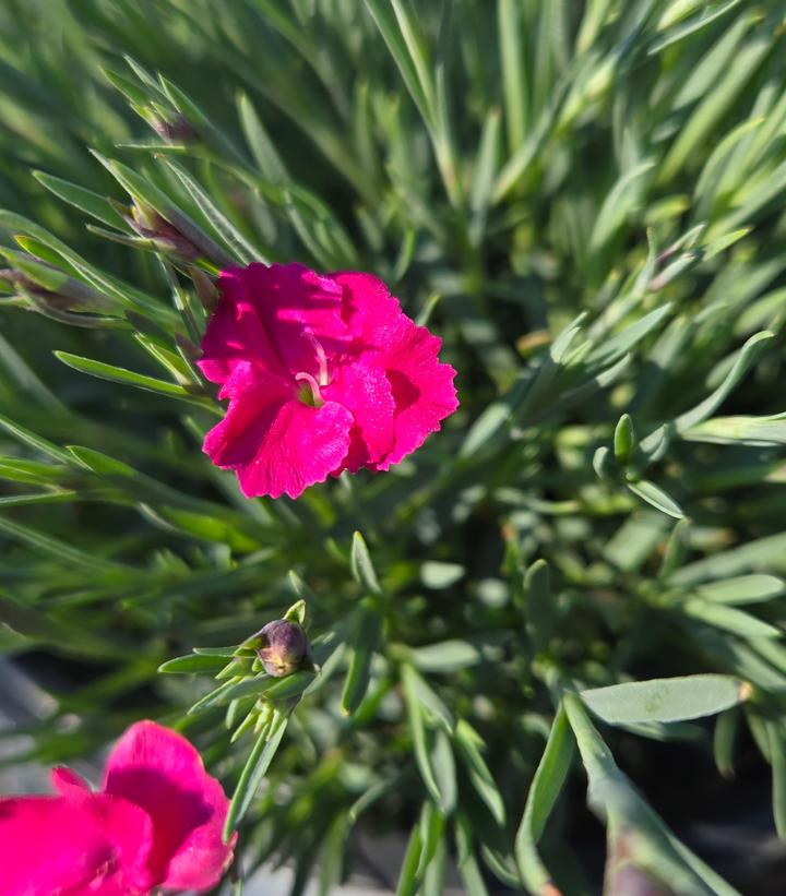 Dianthus hybrid Paint the Town Magenta