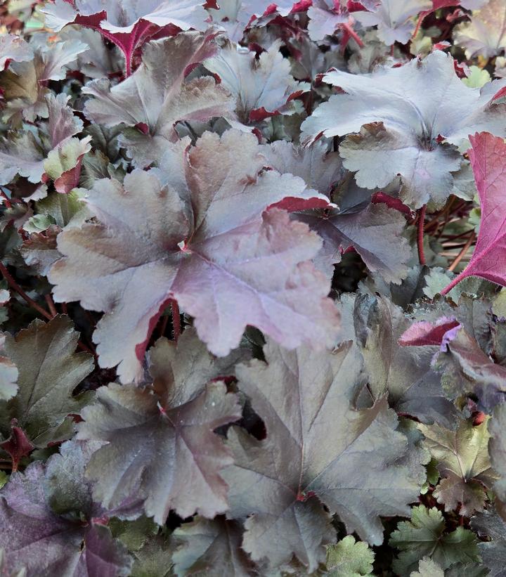 Heuchera hybrid Primo® Black Pearl