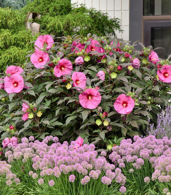 Hibiscus x Summerific® Berry Awesome