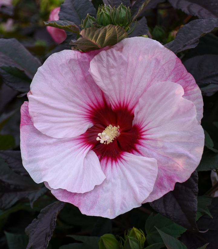 Hibiscus x Summerific® Perfect Storm