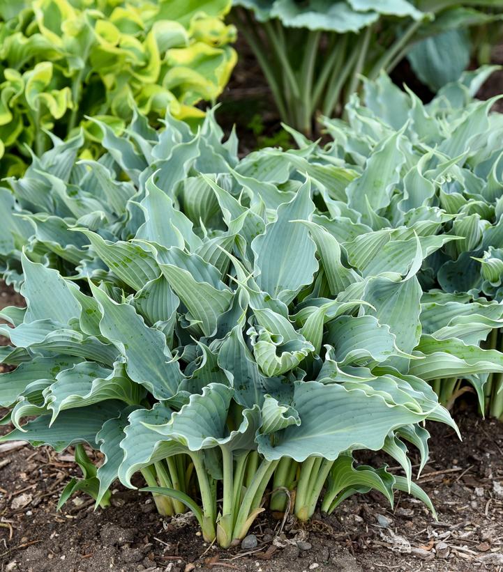 Hosta x Shadowland® Shadowland® 'Waterslide'