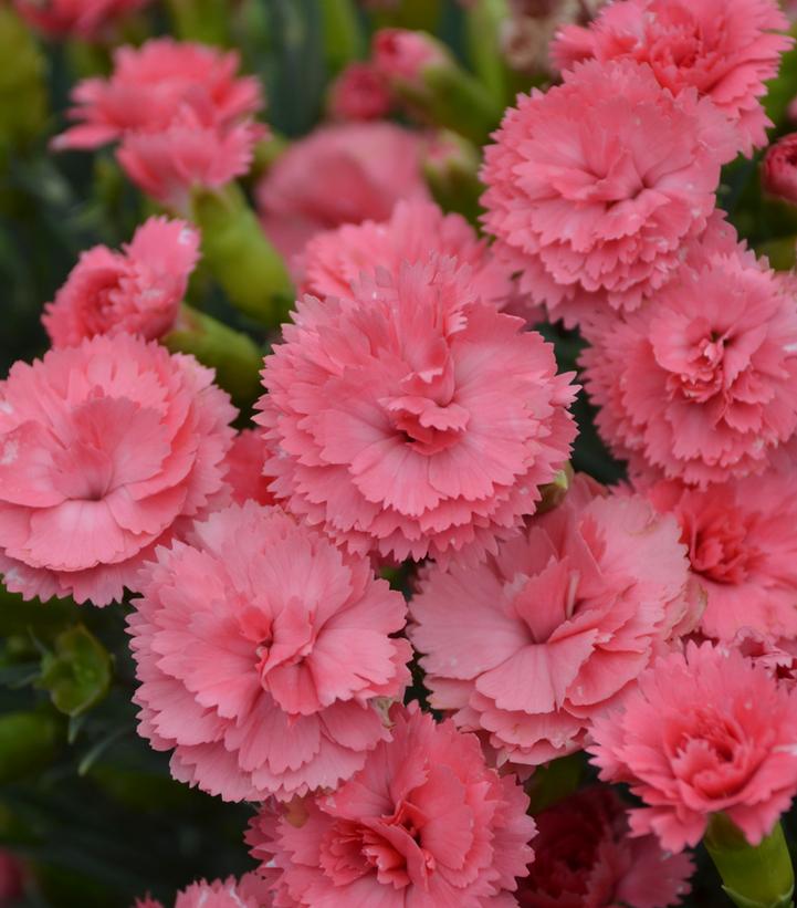 Dianthus x Fruit Punch® Fruit Punch® Classic Coral