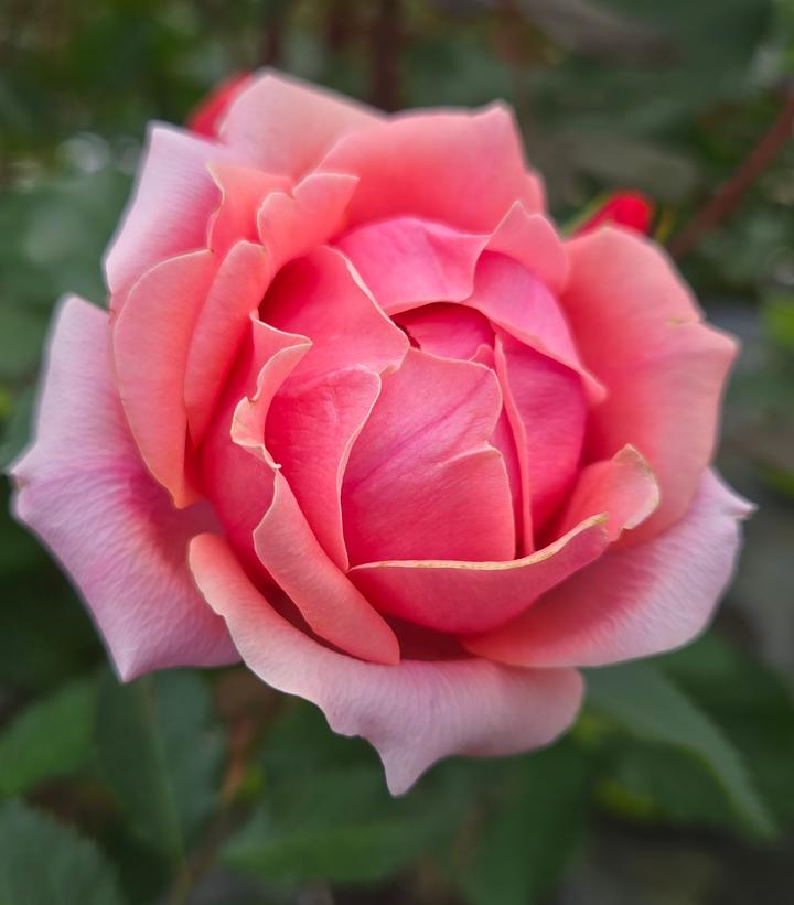 Rosa Knock Out® Coral Knock Out®