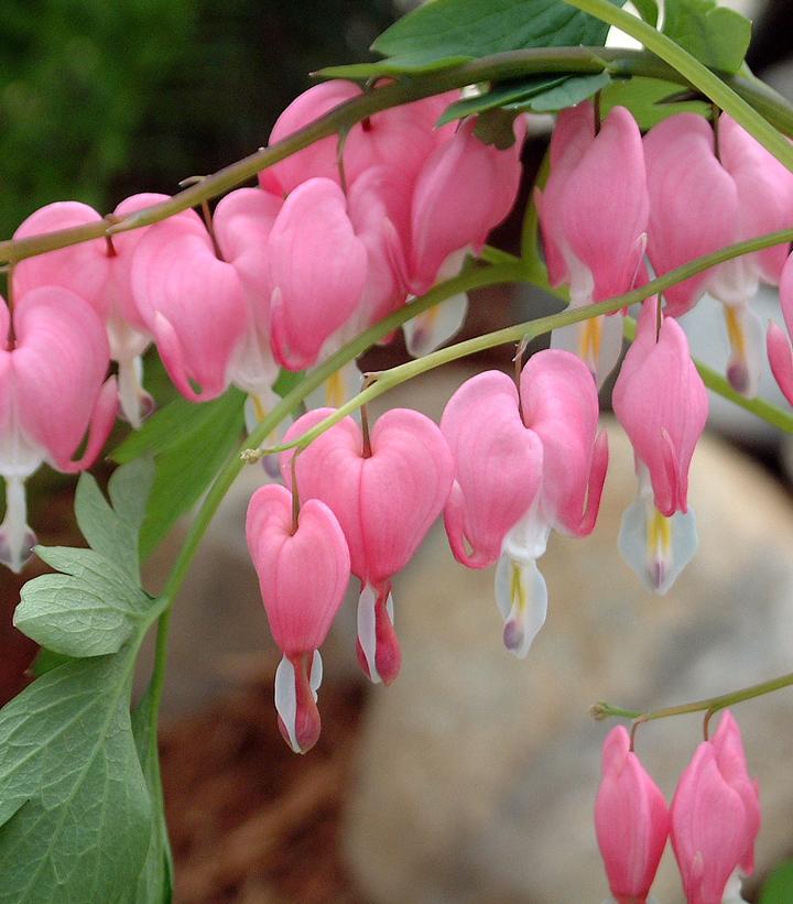 Dicentra spectabilis 