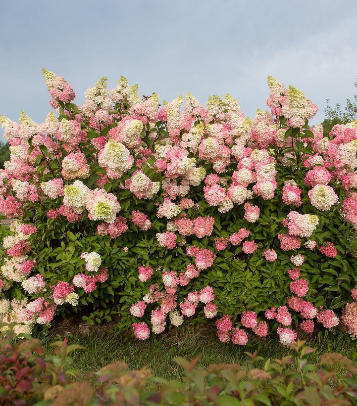 Hydrangea paniculata Berry White®