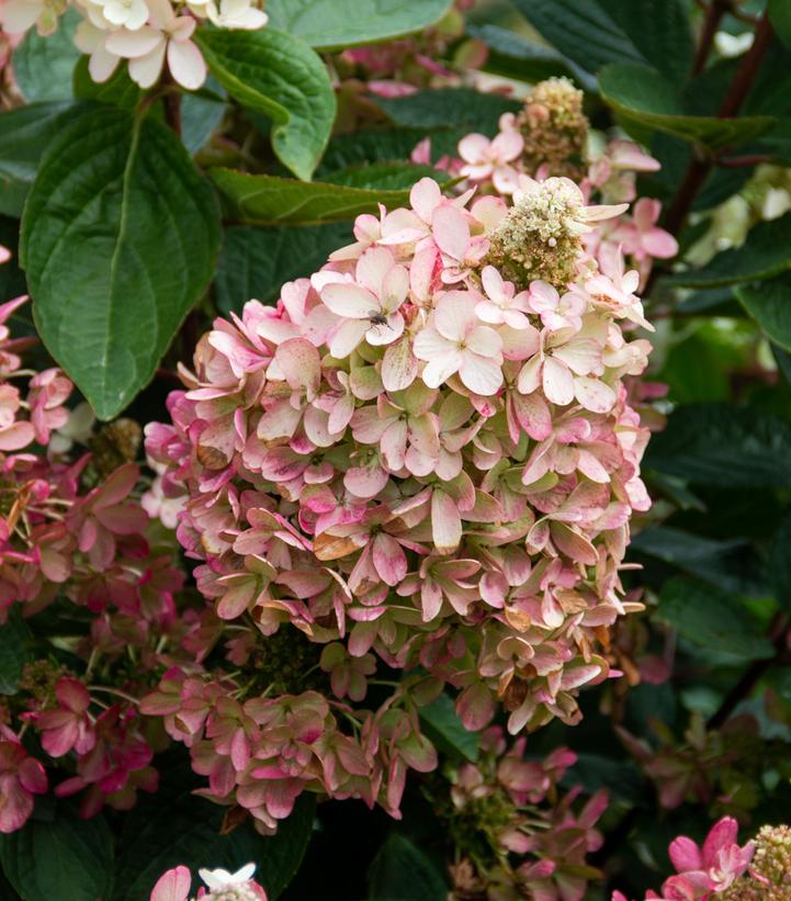 Hydrangea paniculata Flare™