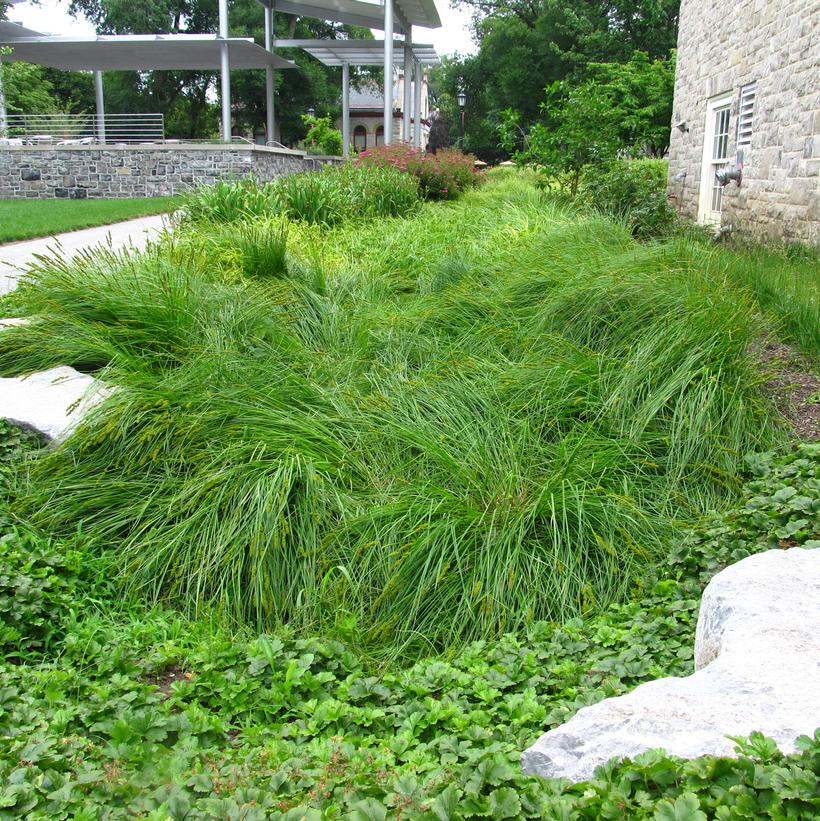 Carex vulpinoidea