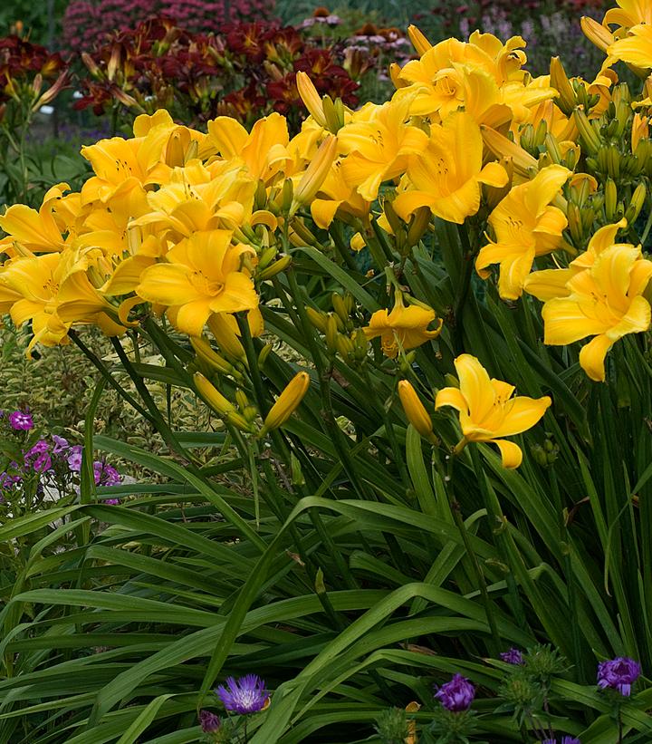 Hemerocallis 'Buttered Popcorn'