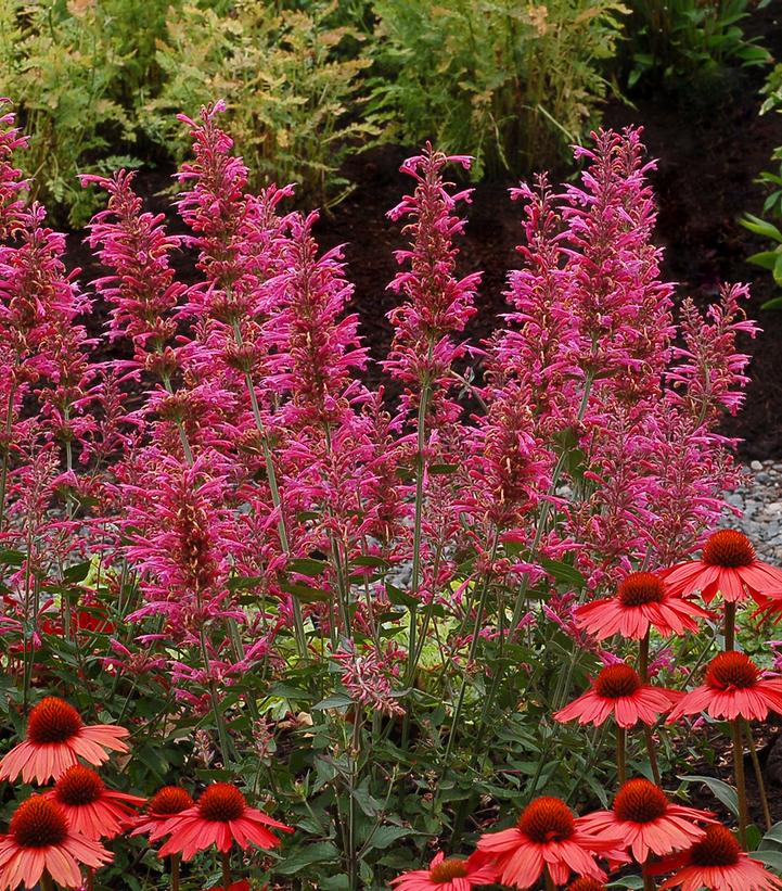 Agastache 'Morello'