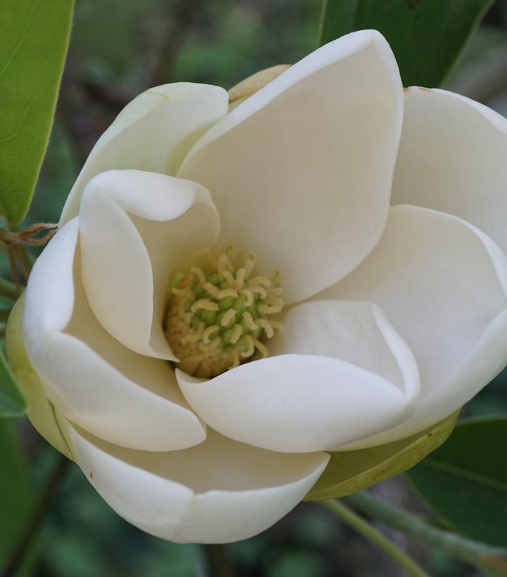 Magnolia virginiana