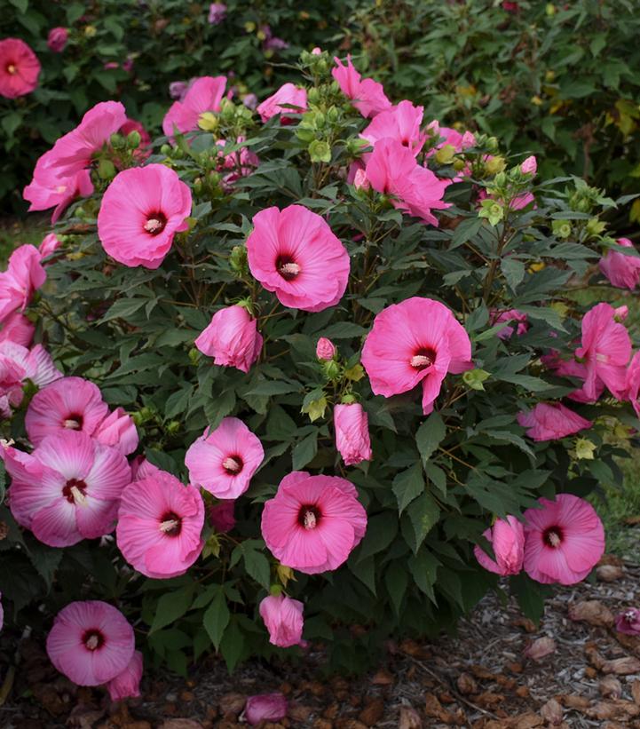 Hibiscus x Summerific® Candy Crush