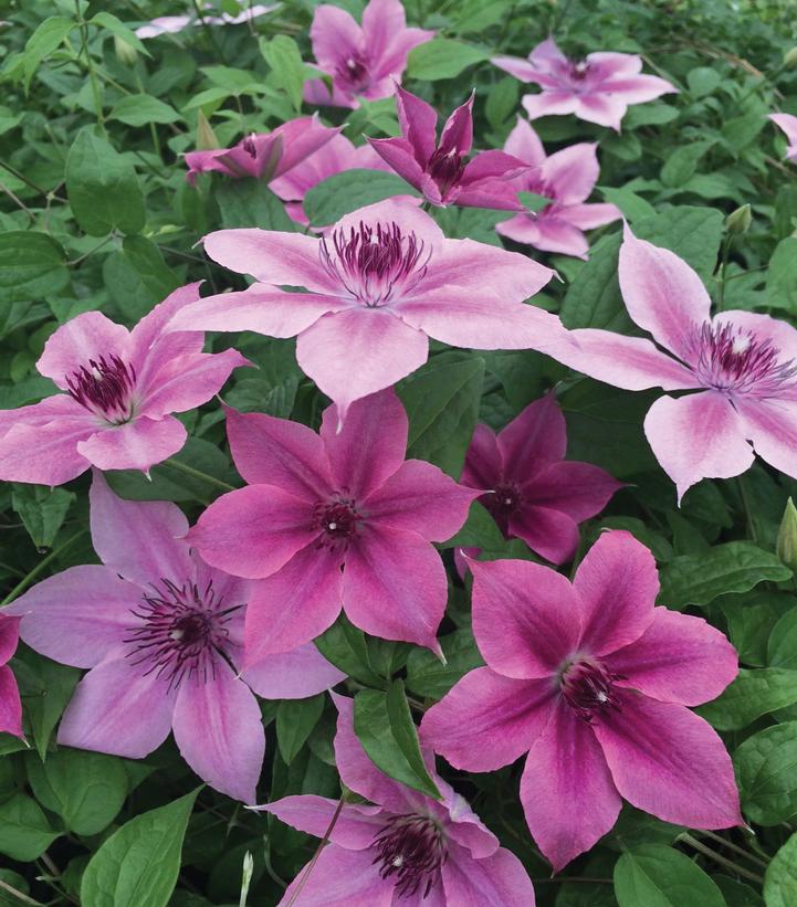 Clematis x Rosalie™