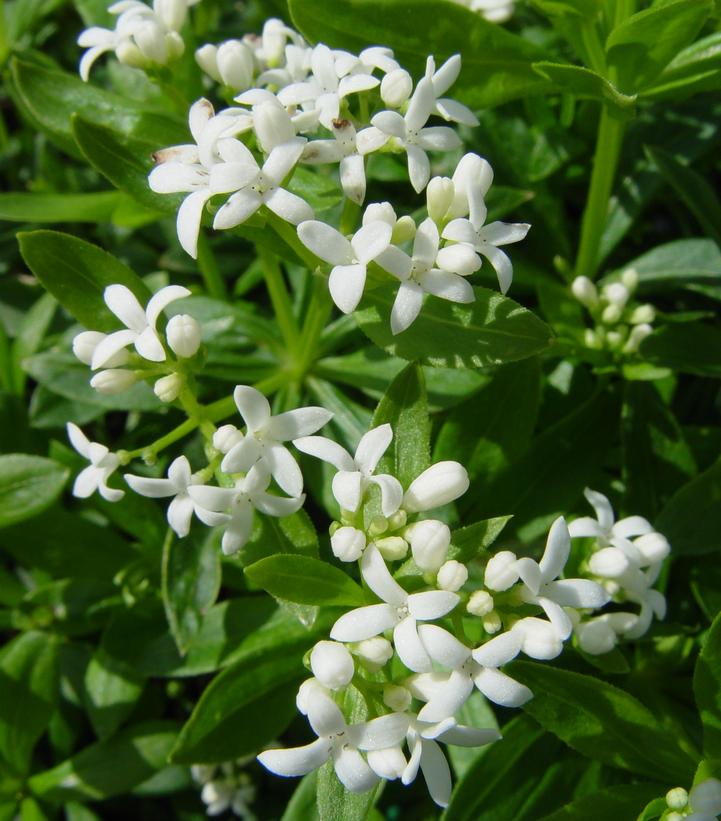 Galium odoratum