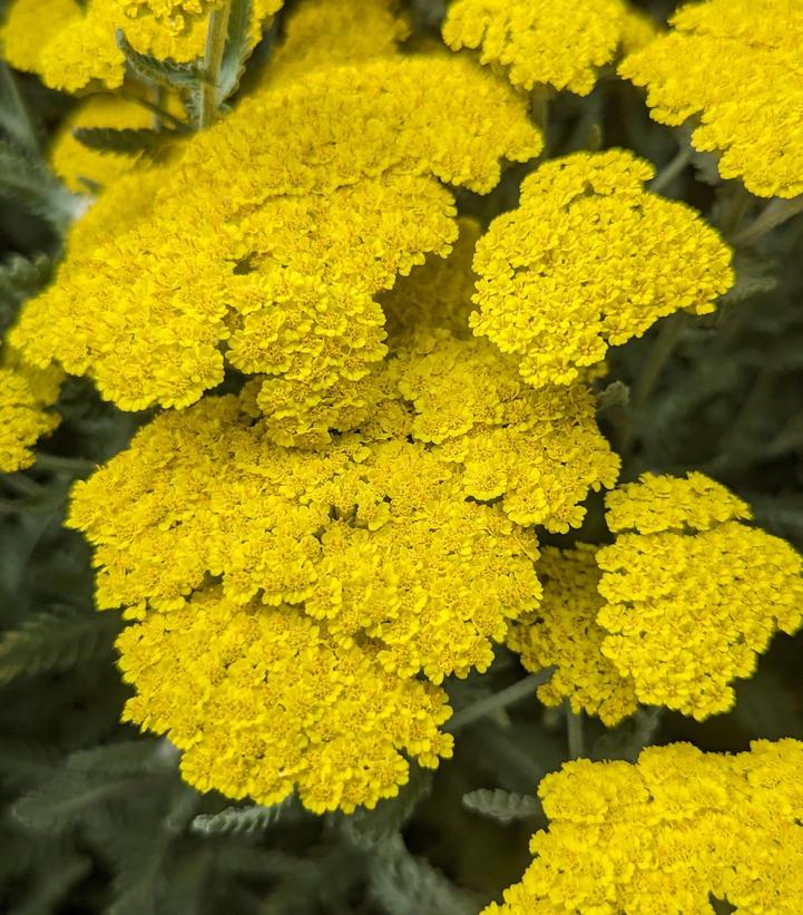 Achillea x 'Moonshine'