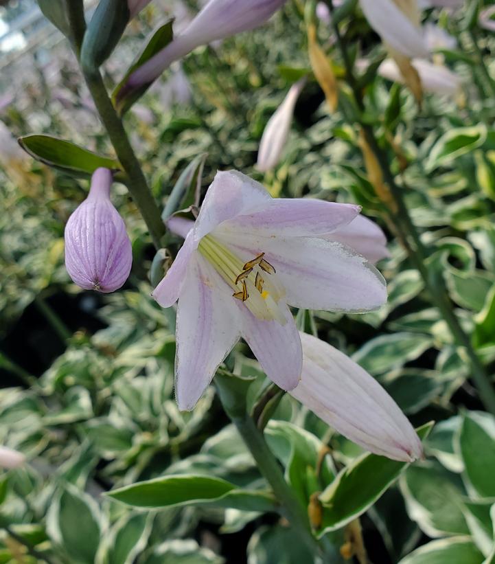Hosta 'Patriot'