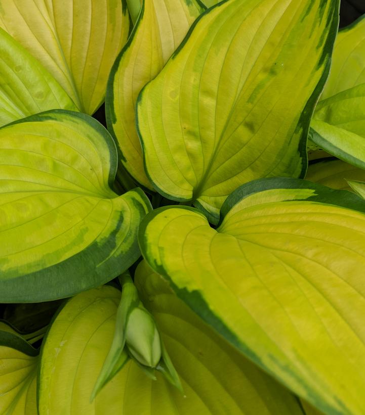Hosta x 'Stained Glass'