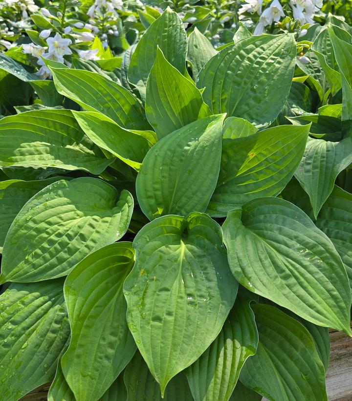 Hosta sieboldiana Elegans