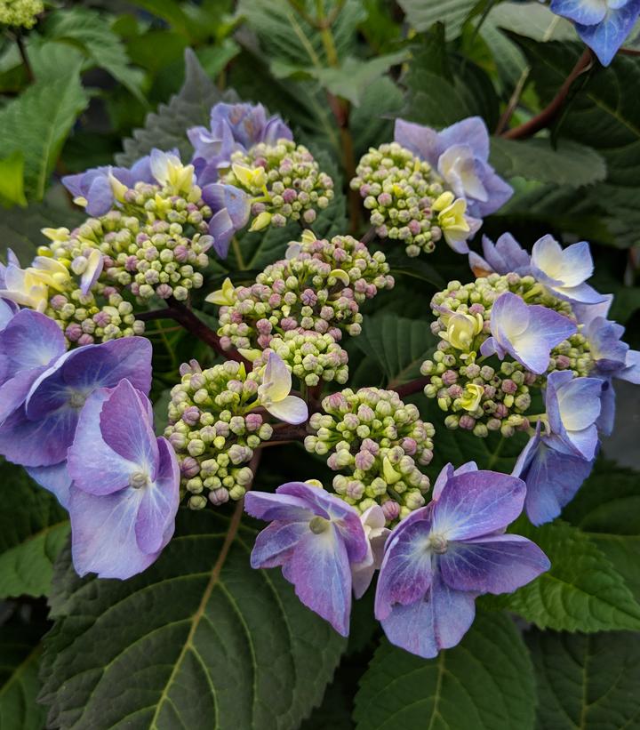 Hydrangea macrophylla Endless Summer® Collection Endless Summer® Twist-N-Shout®