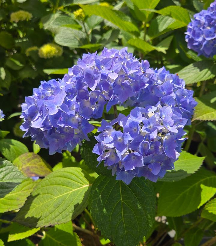 Hydrangea macrophylla Nikko Blue