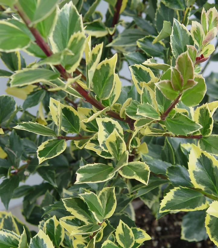 Ilex x meserveae 'Honey Maid'