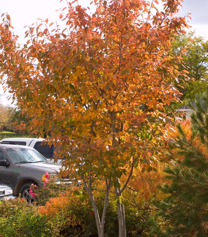 Amelanchier × grandiflora 'Autumn Brilliance'