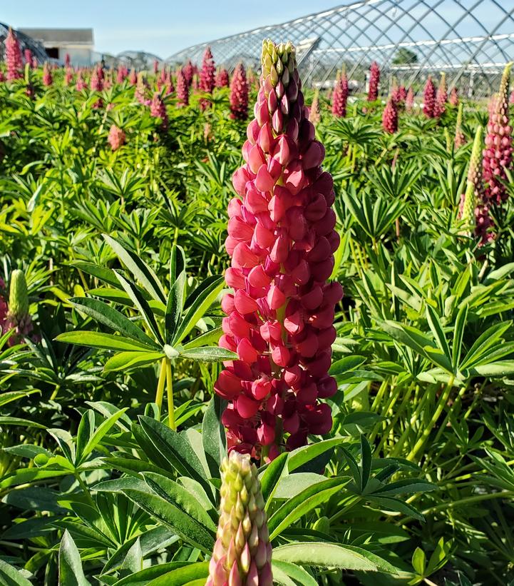 Lupinus polyphyllus 'Gallery Red'