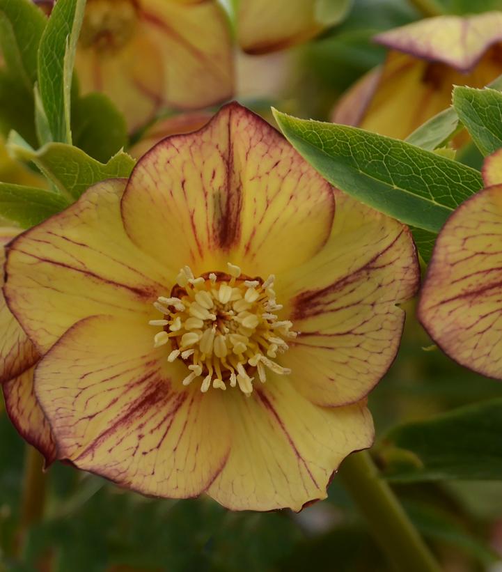 Helleborus Honeymoon® Tropical Sunset