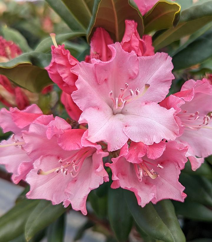 Rhododendron x Dandy Man Color Wheel®