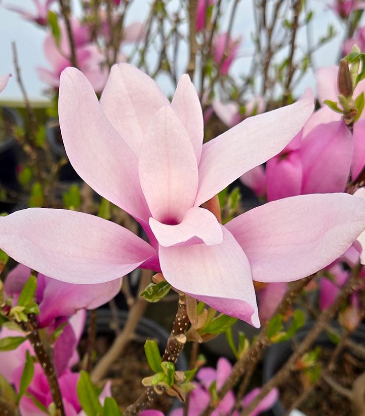 Magnolia liliiflora Jane