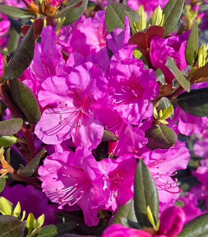 Rhododendron x Black Hat®