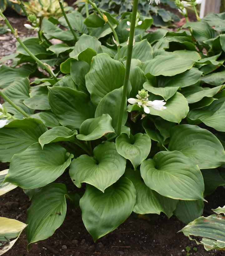 Hosta 'Royal Crest'