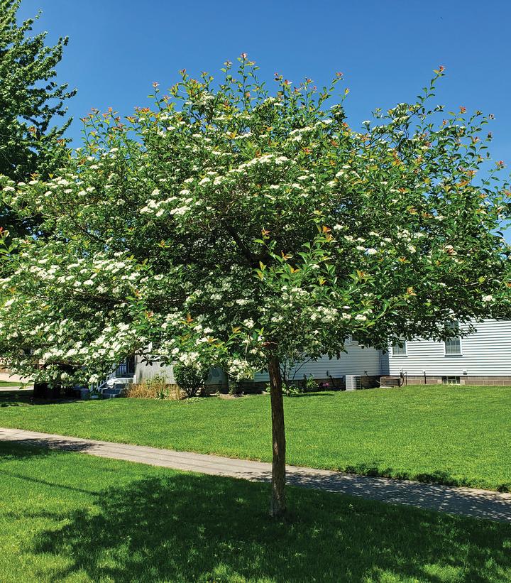 Crataegus crus-galli var. inermis Crusader®