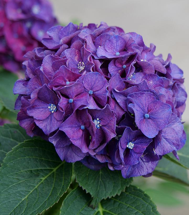 Hydrangea macrophylla Wee Bit Grumpy®