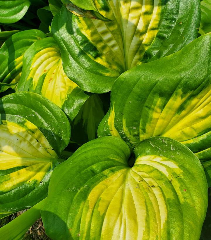 Hosta x 'Avocado'