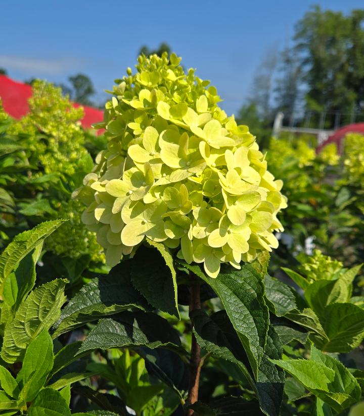 Hydrangea paniculata Limelight Prime®