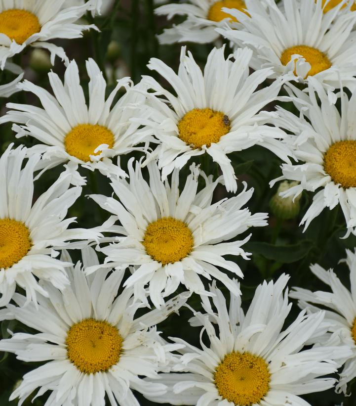 Leucanthemum superbum Amazing Daisies® 'Spun Silk'