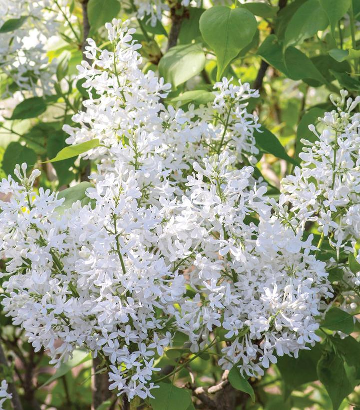 Syringa vulgaris New Age™ White