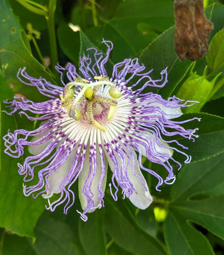 Passiflora incarnata