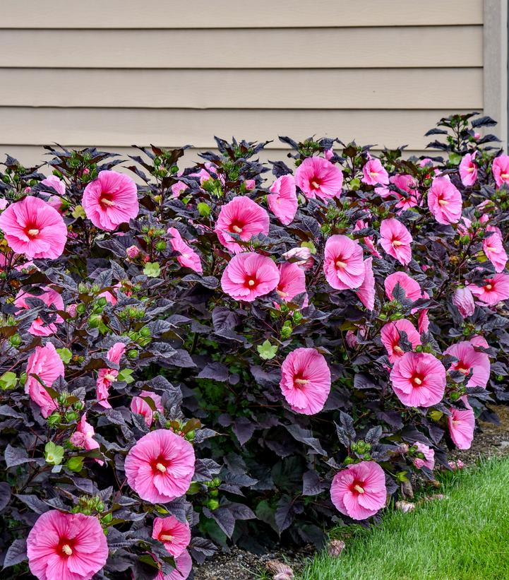 Hibiscus x Summerific® Edge of Night