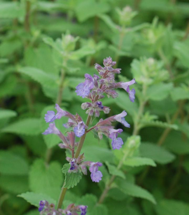 Nepeta mussini 'Blue Wonder'