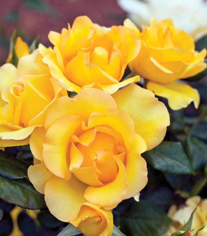 Rosa Gold Struck™