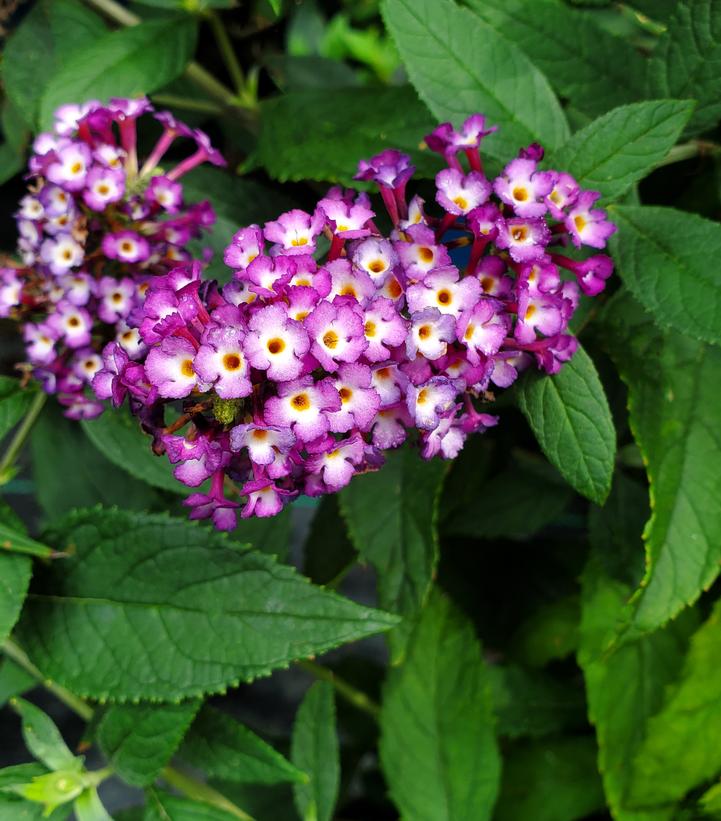 Buddleia x Blueberry Pie™